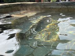 -崇阳三特浪口温泉