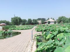 -白洋淀景区