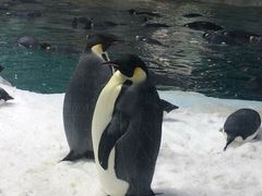 -帝企鹅自助餐厅•儿童岛•真企鹅(长隆企鹅酒店)