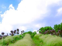 -嘉北郊野公园
