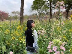 -天适樱花悠乐园