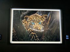 -罗红摄影艺术馆