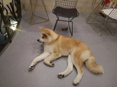 -喜柴咖啡·柴犬狗咖
