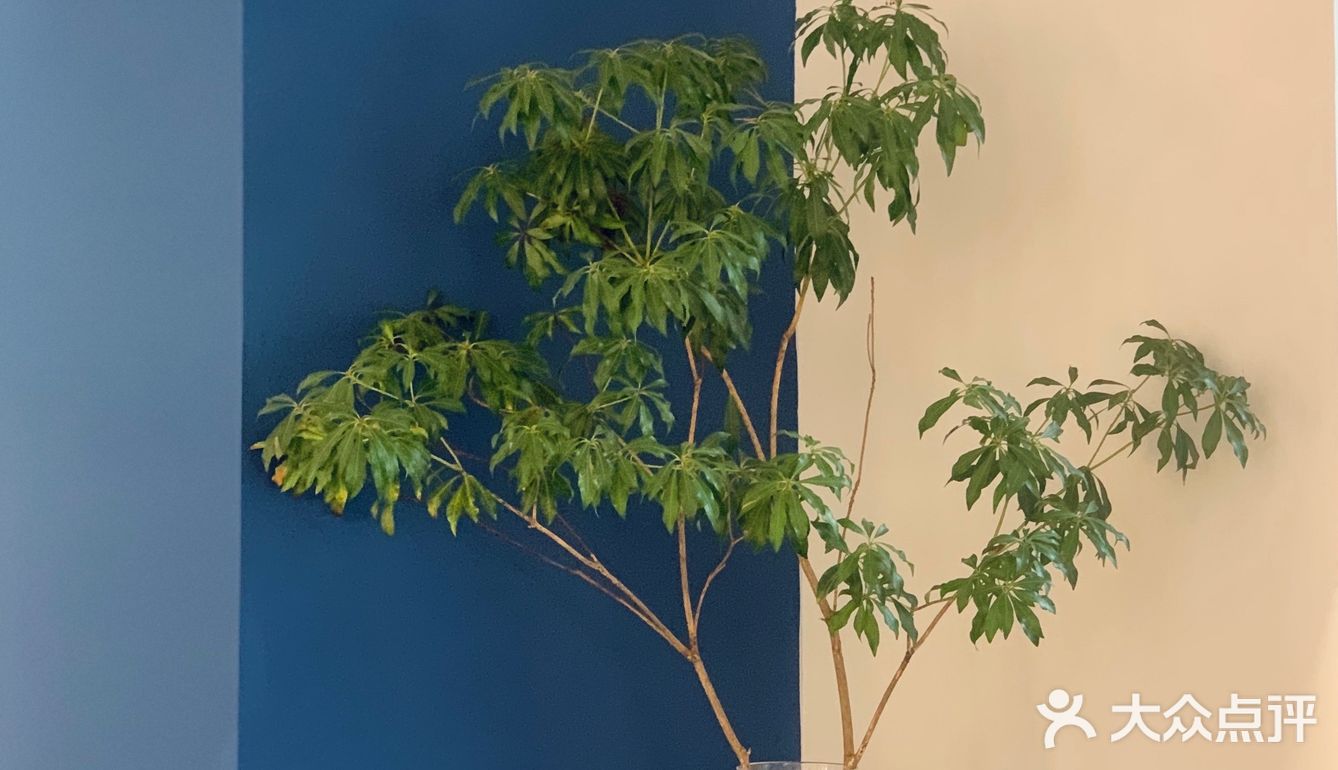 天津探店·法式甜品🍮✖️韩国🇰🇷ins风