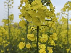 -中国天府农业博览园