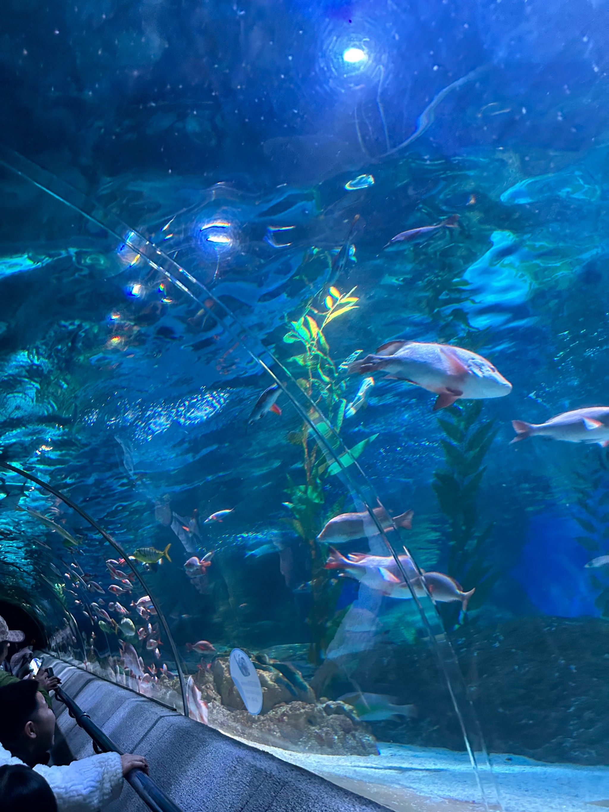 大连圣亚海洋馆特别特别好