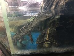 -上海大自然野生昆虫馆(东方明珠·爬宠昆虫探索中心)