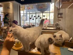 -藏猫猫咖啡主题馆(中央大道店)