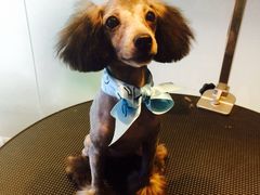 iphone_upload_pic-Oh My Dog宠物沙龙(伊珊娜皮毛护理店)
