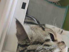 -艾贝尔宠物医院·狂犬免疫点(江山金象城店)