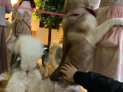 -Husky Go! 哈士奇体验馆·宠物咖啡厅狗咖