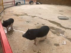-深圳野生动物园