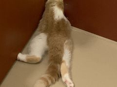 -袖虎·猫馆(体育西路店)