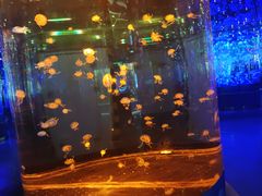 -石家庄海洋公园