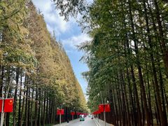 -日照海滨国家森林公园