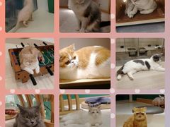-飞行喵MR PILOT|猫舍·猫咖(静安大融城店)