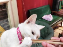 -猫色咖啡·猫咖