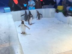 -郑州银基冰雪世界