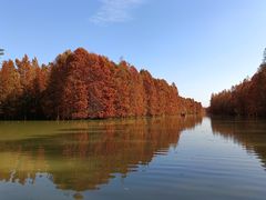 -上海海湾国家森林公园