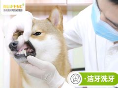 -美联众合动物医院·24h转诊中心