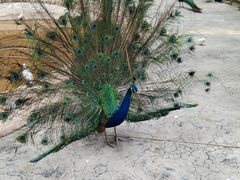 -栾川竹海野生动物园