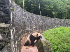 -都江堰中华大熊猫苑