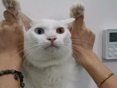 -安安宠医安欣宠物医院