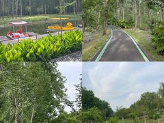 -合肥滨湖国家森林公园
