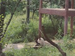 -中国大熊猫保护研究中心雅安碧峰峡基地