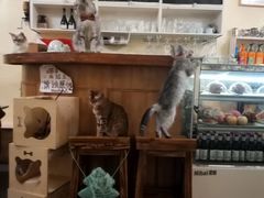 -猫色咖啡·猫咖