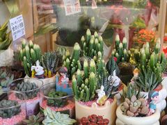 -溪岸路花鸟市场