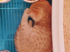 -东方名猫馆·英短金渐层布偶猫舍(环线广场1号楼店)