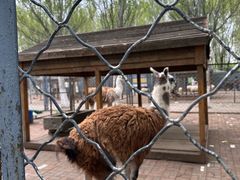 -长白岛森林公园