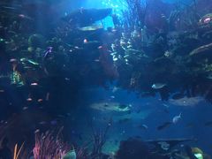 -迪拜帆船酒店海底餐厅