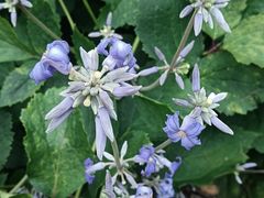 -黑龙江省森林植物园