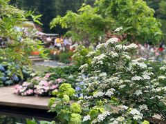 -深圳仙湖植物园