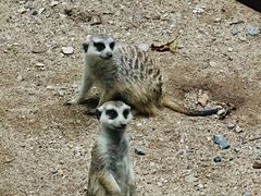 -清迈夜间动物园