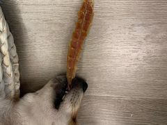 -浣熊柯尔鸭土拨鼠·电玩咖