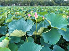 -荷塘月色湿地公园·向阳花洲