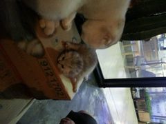 android_upload_pic-MIKAKU(万达广场上海宝山店)