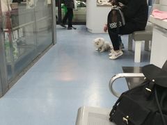 -伟伟宠物医院·CT影像中心·瑞派犬猫综合性门诊(汉口总院)