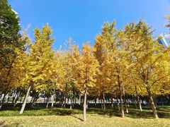 -西北湖绿化广场