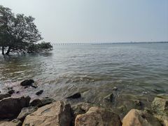 -宝安西湾红树林湿地公园