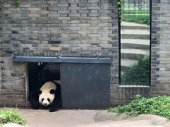 -都江堰中华大熊猫苑