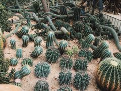 -深圳仙湖植物园