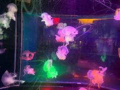 -太平洋海底世界