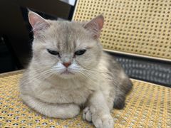 -琪喵猫屋·撸猫猫咖·猫舍