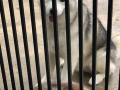 -TrueLove @ Neverland (Husky Cafe)