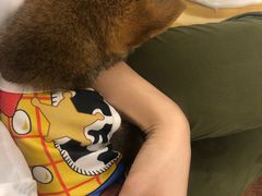 -豆柴町-柴犬主题狗咖(红鼎国际C座店)