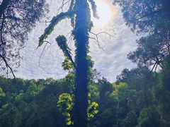 -泰山风景名胜区